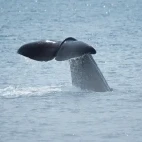 Sperm whale in Japan.