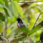 Black-crowned pitta in Borneo