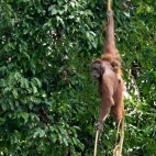 Orangutan in Borneo