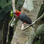 Bornean bristlehead in Borneo