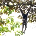 Eastern grey gibbon in Borneo