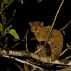Marbled cat in Borneo