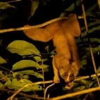 Pygmy slow loris in Borneo
