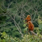 Red-leaf monkey in Borneo