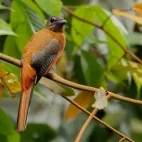 Scarlet-rumped trogon in Borneo