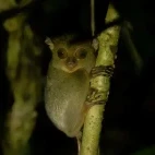 Tarsier in Borneo