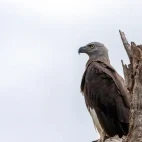 Grey-headed fish eagle, Wasgamuwa National Park, Sri Lanka.