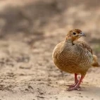 Grey francolin in the Mannar region, Sri Lanka.