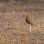 Indian courser in the Mannar region, Sri Lanka.