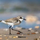 Lesser sand plover in the Mannar region, Sri Lanka.