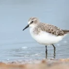 Little stint in the Mannar region, Sri Lanka.