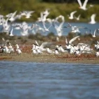 Flock of sea terns in the Mannar region, Sri Lanka.