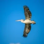Spot-billed pelican in flight, in the Mannar region, Sri Lanka.
