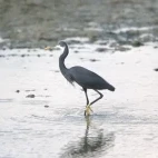 Western reef heron in the Mannar region, Sri Lanka.