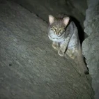 Rusty-spotted cat in the Mannar region, Sri Lanka.
