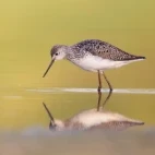 Marsh sandpiper in the Mannar region, Sri Lanka.