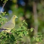 Sri Lanka green pigeon, Wasgamuwa National Park, Sri Lanka.