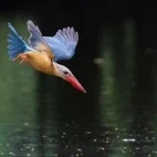 Stork-bellied kingfisher, Wasgamuwa National Park, Sri Lanka.