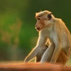 Toque macaque, Wasgamuwa National Park, Sri Lanka.