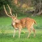 Spotted deer, Wasgamuwa National Park, Sri Lanka.
