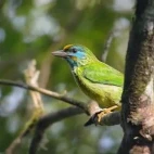 Yellow-fronted barbet, Wasgamuwa National Park, Sri Lanka.
