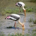 Painted storks, Wasgamuwa National Park, Sri Lanka.