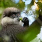 Purple-faced leaf monkey, Wasgamuwa National Park, Sri Lanka.