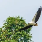 White-bellied eagle in the Mannar region, Sri Lanka.