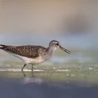 Wood sandpiper in the Mannar region, Sri Lanka.