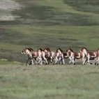 Kiang horse herd in the Gouli Valley, Qinghai, China.