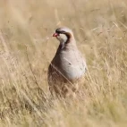 Chukar partridge in China.