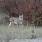 Eurasian lynx in Qinghai, China.