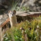 Mountain weasel in the Gouli Valley, China.