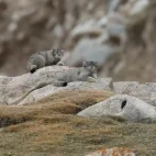 Two Pallas's cats in the Gouli Valley, China.