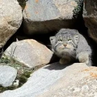 Pallas's cat in the Gouli Valley, China. 
