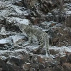 Snow leopard in China.