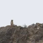 Snow leopard on a ridge in the Gouli Valley, China.