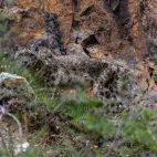 Snow leopard in the Gouli Valley, China.