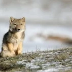 Tibetan fox in Qinghai, China.