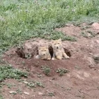 Tibetan fox cubs in their den, Gouli Valley, China.