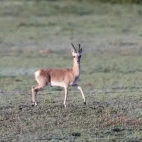 Tibetan gazelle in Gouli Valley, Qinghai, China.