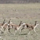 Tibetan gazelles in Qinghai, China.