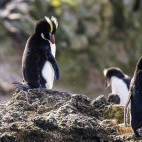 Erect-crested penguins.
