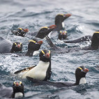 Erect-crested penguins swimming