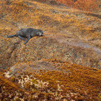 Fur seal on Bounty Island