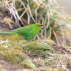 Red-crowned parakeet