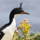 Auckland Island shag.