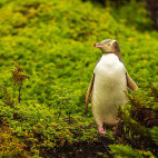Yellow-eyed penguin on Auckland Island