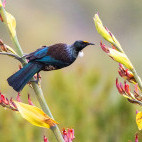 Chatham Island tui