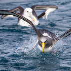 Chatham albatross